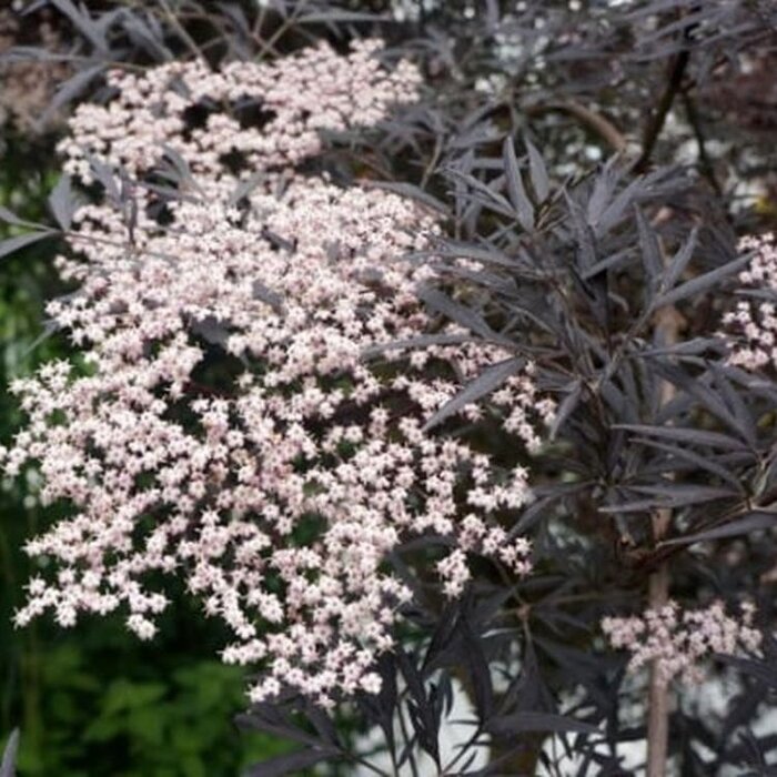 Zwarte vlier (Sambucus nigra Black Lace )