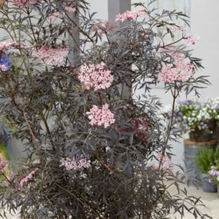 Zwarte vlier (Sambucus nigra Black Lace )