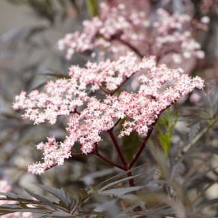 Zwarte vlier (Sambucus nigra Black Lace )