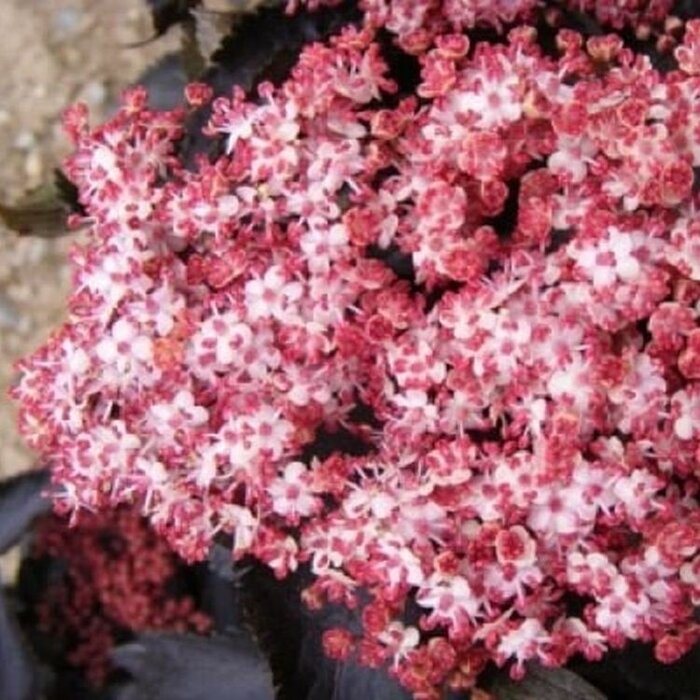 Zwarte vlier (Sambucus nigra Black Tower')