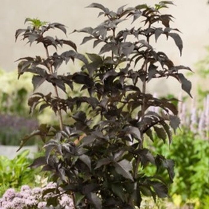 Zwarte vlier (Sambucus nigra Black Tower')