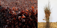 Haagplanten (Haagplantsoen) PRE-ORDER
