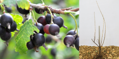 Fruitplanten (Bosplantsoen) PRE-ORDER