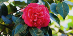 Camelia