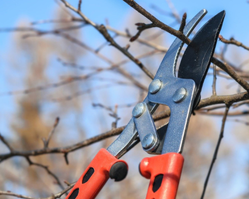 Welke bomen kun je snoeien in de winter en welke niet?