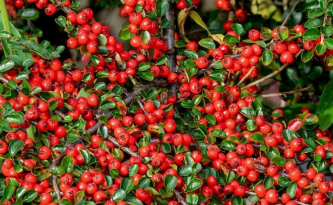 Cotoneaster
