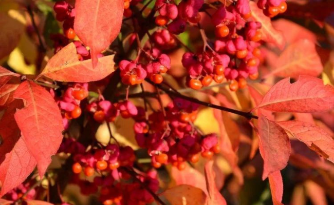 Euonymus
