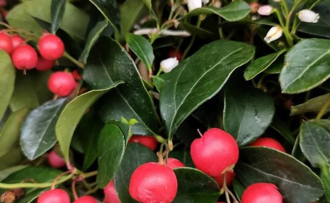 Gaultheria