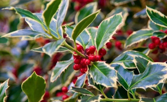 Ilex