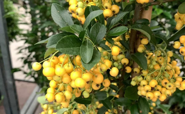 Pyracantha