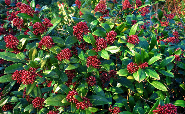 Skimmia