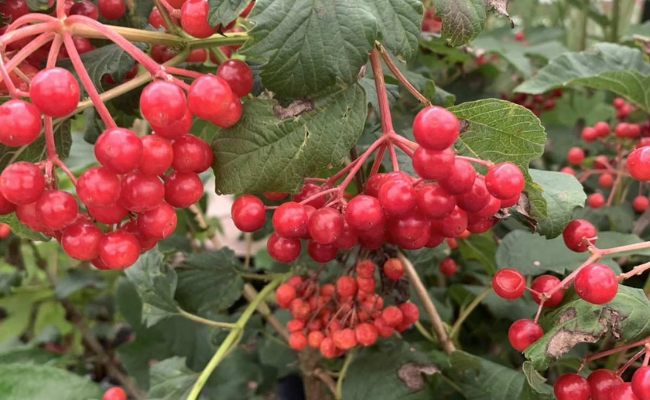 Viburnum