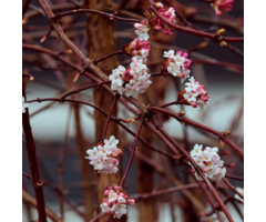 Sneeuwbal - Viburnum bodnantense 'Dawn'
