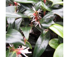 Vleesbes - Sarcococca ruscifolia