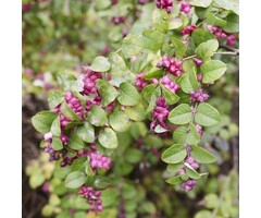 Sneeuwbes - Symphoricarpos doorenbosii 'Mother of Pearl'