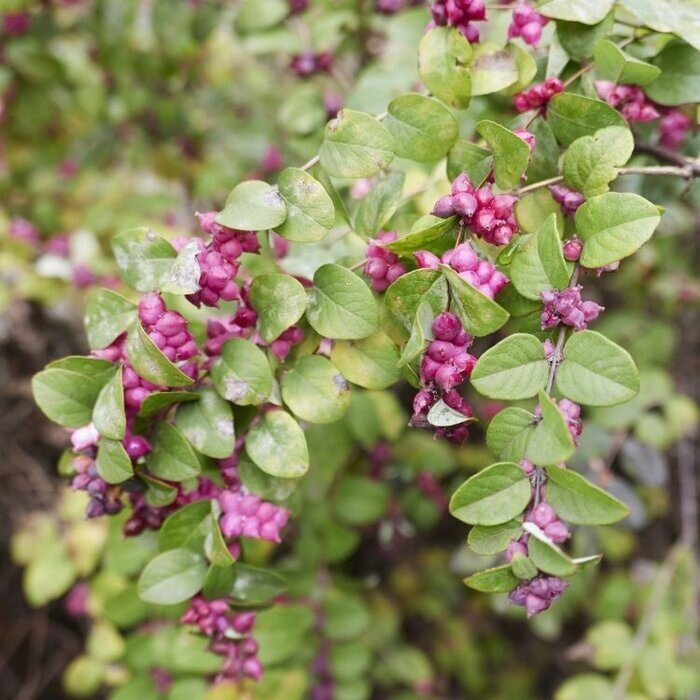 Sneeuwbes (Symphoricarpos doorenbosii 'Mother of Pearl')