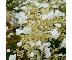 Valse klimhortensia - Schizophragma hydrangeoides 'Moonlight'