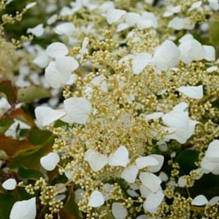 Valse klimhortensia - Schizophragma hydrangeoides 'Moonlight'