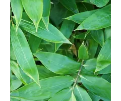 Sierbamboe - Sasa veitchii