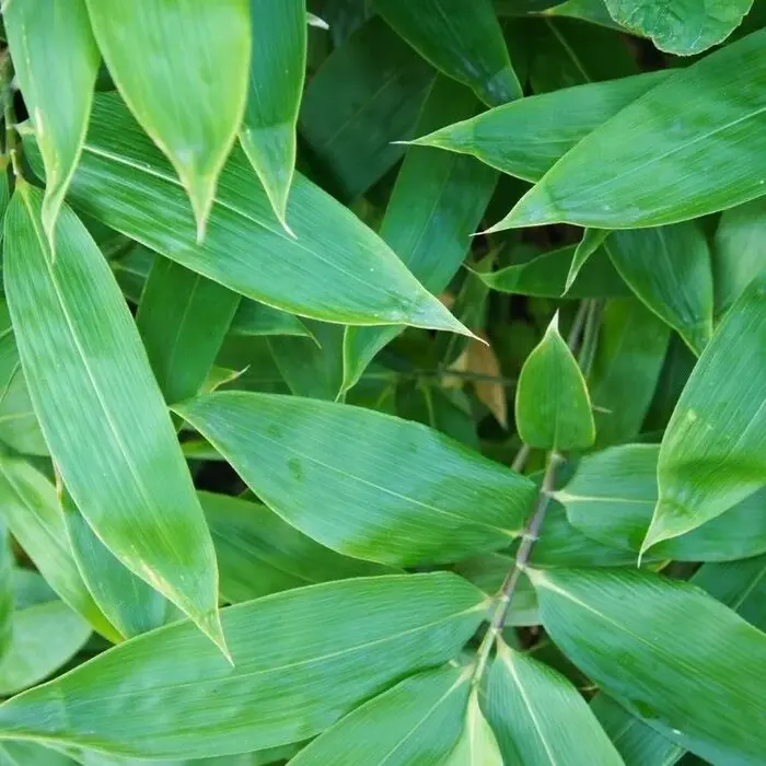 Sierbamboe - Sasa veitchii