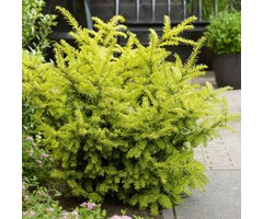 Taxus - Taxus baccata 'Goud Elsje'