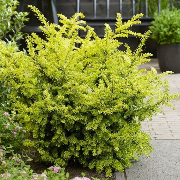 Taxus - Taxus baccata 'Goud Elsje'