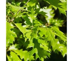 Bolvormige moeraseik op stam - Quercus palustris 'Green Dwarf'
