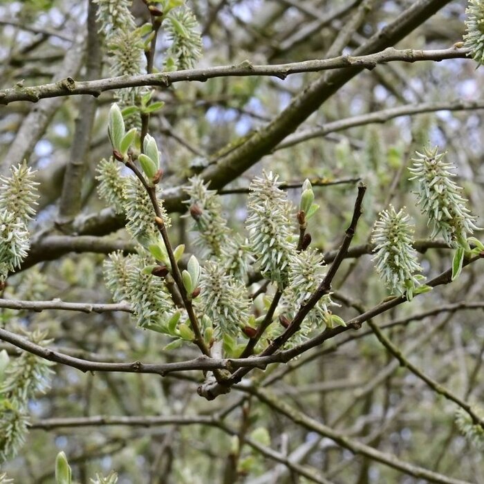 Salix repens nitida - Lage kruipwilg (Kale wortel) PRE-ORDER