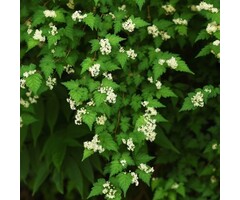 Stephenandra incisa 'Crispa' - Kransspirea (Kale wortel)
