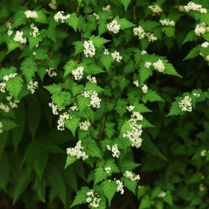 Stephenandra incisa 'Crispa' - Kransspirea (Kale wortel)