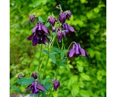 Akelei - Aquilegia vulgaris Blue Barlow