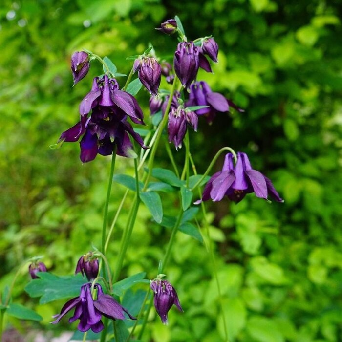 Akelei - Aquilegia vulgaris Blue Barlow