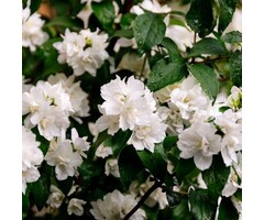 Boerenjasmijn -Philadelphus 'Manteau d'Hermine'