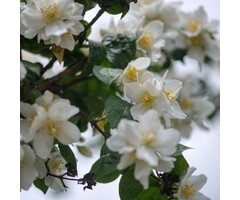 Boerenjasmijn - Philadelphus 'Snowflake'