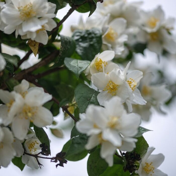 Boerenjasmijn (Philadelphus 'Snowflake')