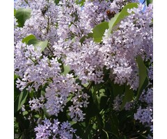 Chinese sering - Syringa pekinensis 'China Snow'