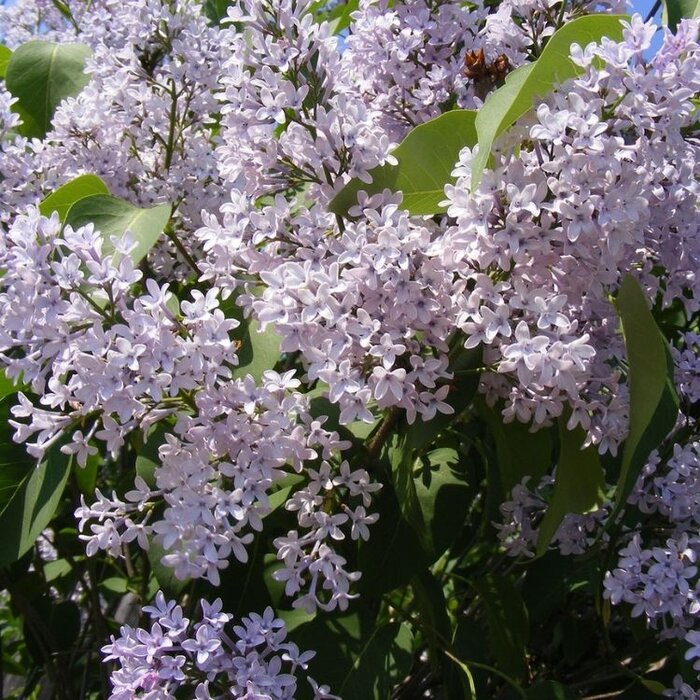 Chinese sering - Syringa pekinensis 'China Snow'