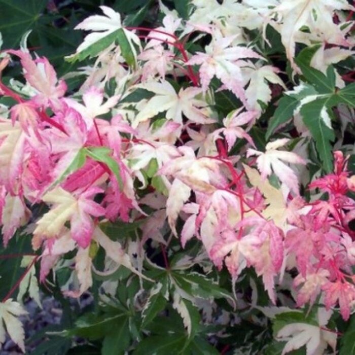 Japanse esdoorn (Acer palmatum 'Oridono-nishiki')