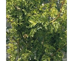 Japanse esdoorn - Acer palmatum 'Shishigashira'