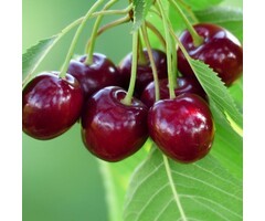 Lei-Kersenboom - Prunus avium 'Große Schwarze Knorpelkirsche'