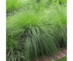 Parelgras - Sporobolus heterolepis