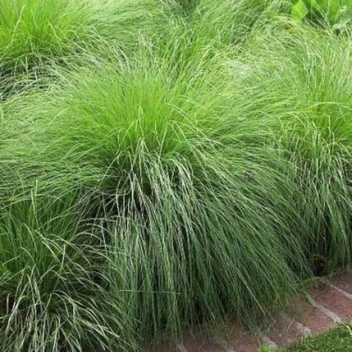 Parelgras - Sporobolus heterolepis