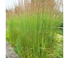 Pijpestrootje - Molinia arundinacea Karl Foerster