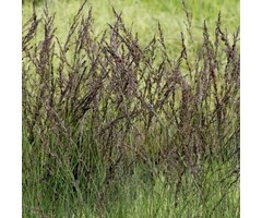 Pijpestrootje - Molinia caerulea Black Arrows