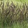 Pijpestrootje - Molinia caerulea Black Arrows