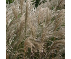 Prachtriet - Miscanthus sinensis Ghana