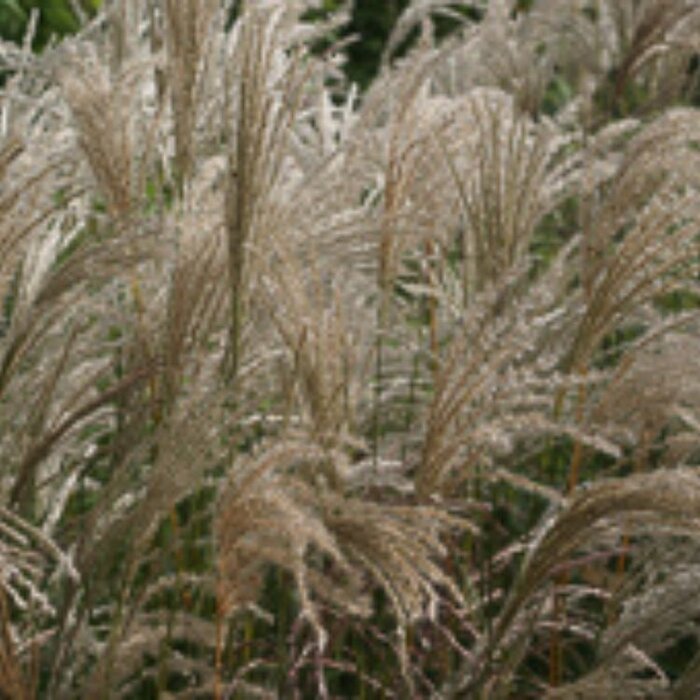 Prachtriet - Miscanthus sinensis Ghana