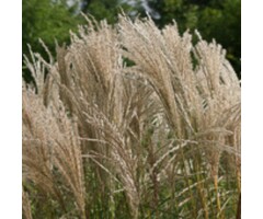 Prachtriet - Miscanthus sinensis Grosse Fontane