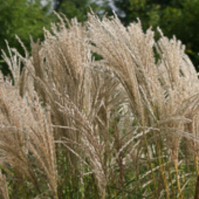 Prachtriet - Miscanthus sinensis Grosse Fontane