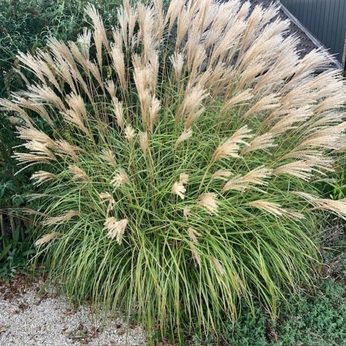Prachtriet - Miscanthus sinensis Krater